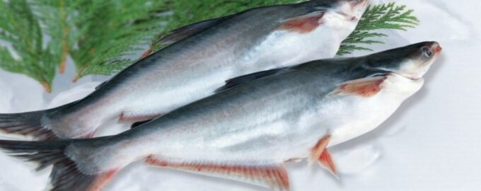 свежая тушка пангасиуса