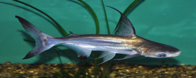 пангасиус в естественной среде