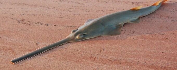 как выглядит рыбы пила