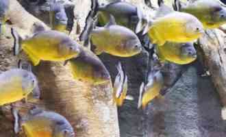 много пираний