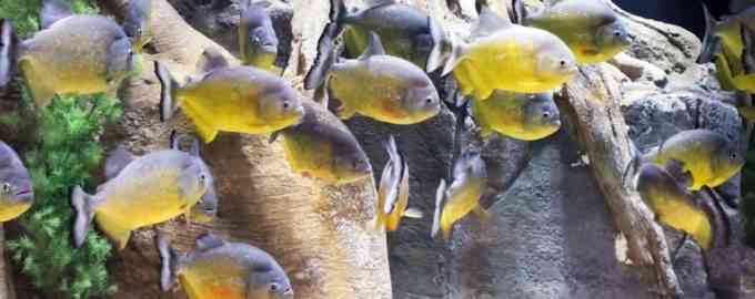 много пираний