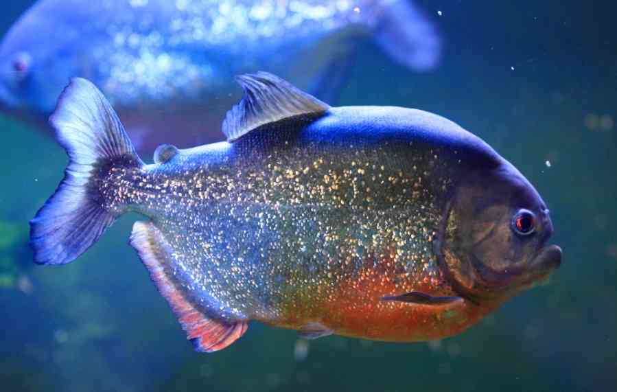 большая пирания