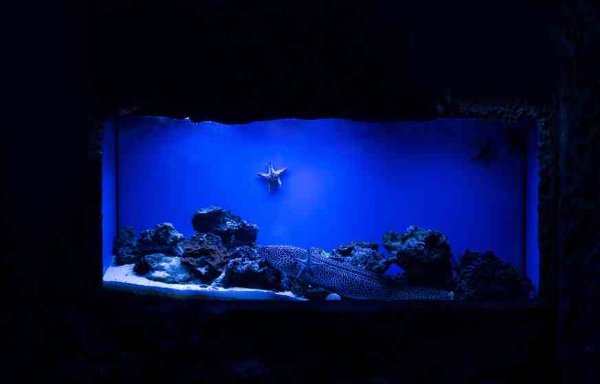 надо ли выключать свет в аквариуме 