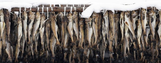 внешний вид рыбы минтай