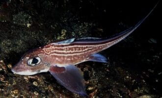 рыба морской заяц