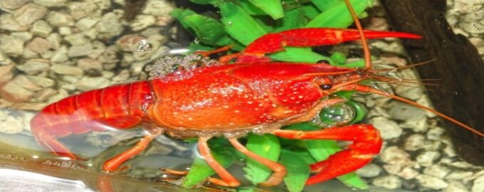 рак красного оттенка