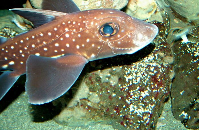 как выглядит химера 