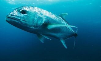 сомы могут весить более 300 килограмм