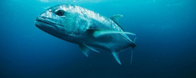 сомы могут весить более 300 килограмм