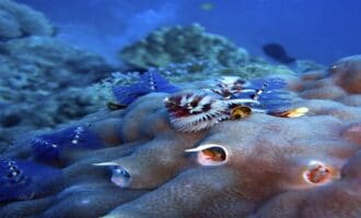 удивительные рыбы обитающие в морях и океанах