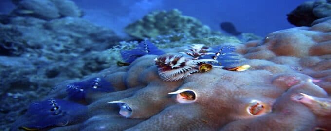 удивительные рыбы обитающие в морях и океанах