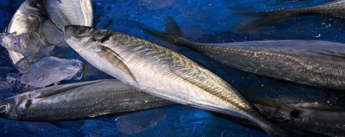 внешний вид макрели