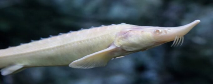 внешний вид рыбы белуга альбинос