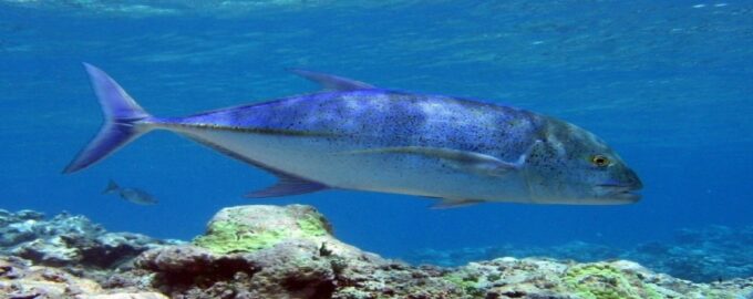 рыба плавает в море