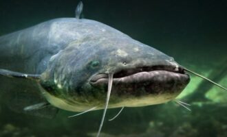 большой сом в естественной среде