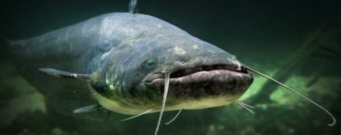 большой сом в естественной среде