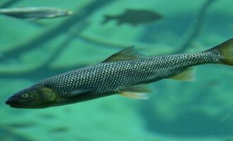 польза рыбы для человека