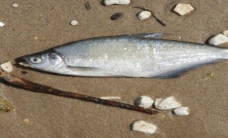 крупная сопа или белоглазка