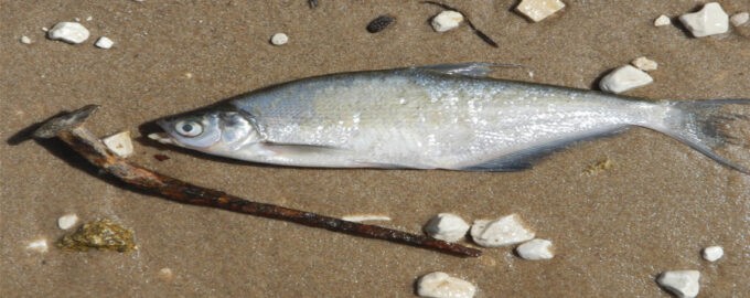 крупная сопа или белоглазка