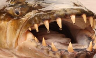 какие рыбы опасны для человека