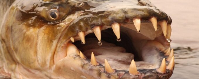 какие рыбы опасны для человека