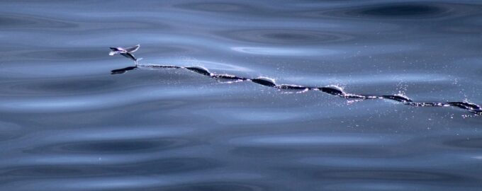 рыбы которые летают