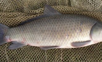 рыба буйвол - буффало