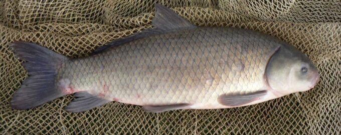 рыба буйвол - буффало