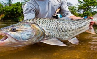 рыба голиаф или речной тигр