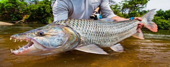 рыба голиаф или речной тигр