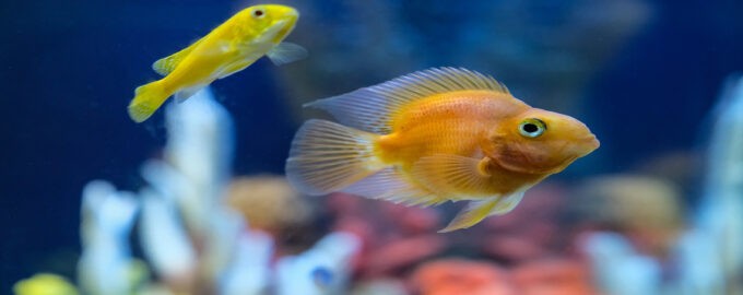 как выглядит рыба попугайчик