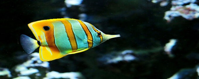 как выглядит рыба бабочка