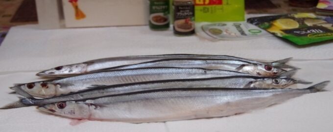 внешний вид рыбы сайры