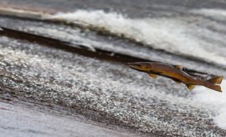 рыба в воде