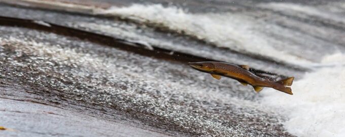 рыба в воде