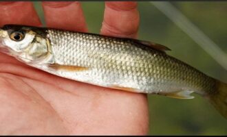 строение рыбы щамайки