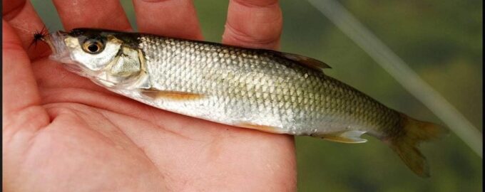 строение рыбы щамайки