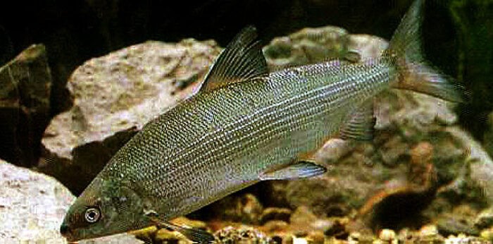 как выглядит сиг