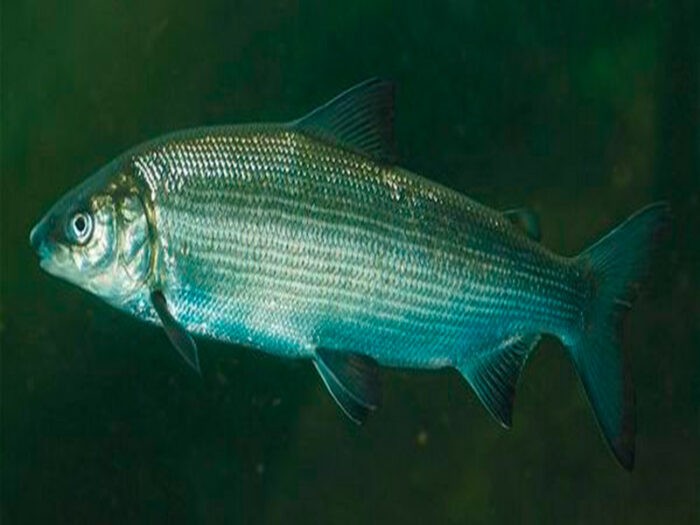 сиг под водой