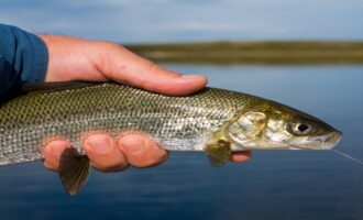 внешний вид рыбы сиг