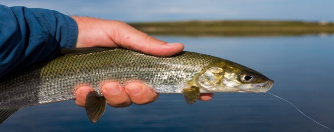 внешний вид рыбы сиг