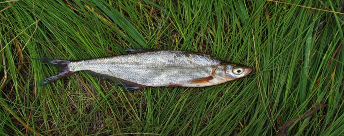 синец на траве