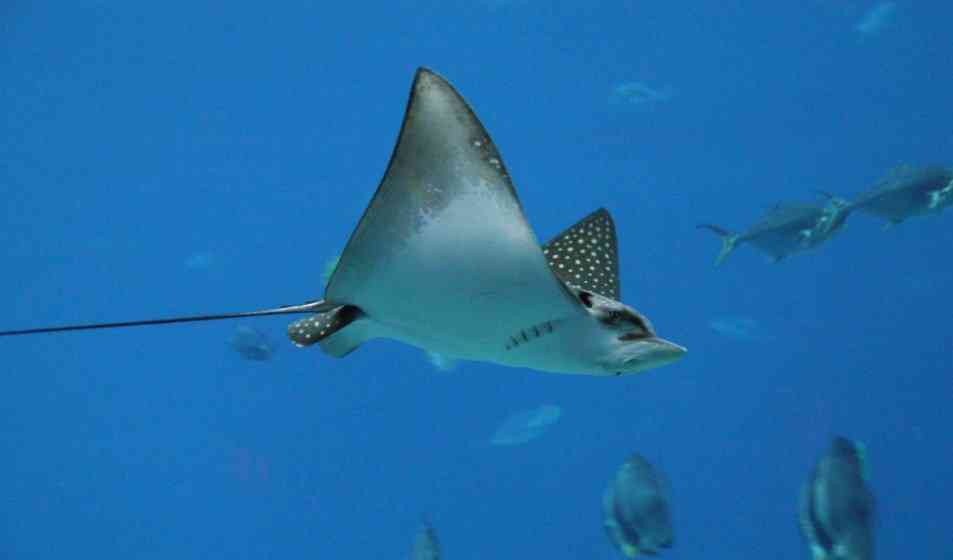 как выглядит скат