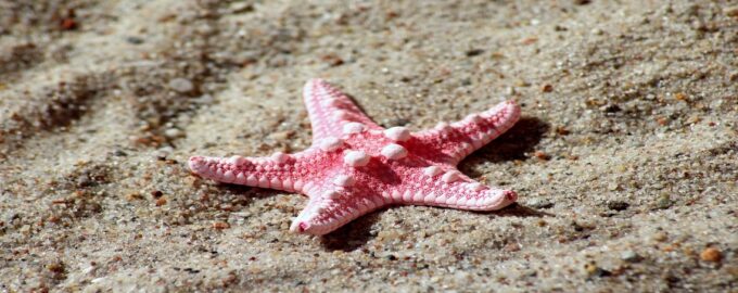 как выглядит морская звезда