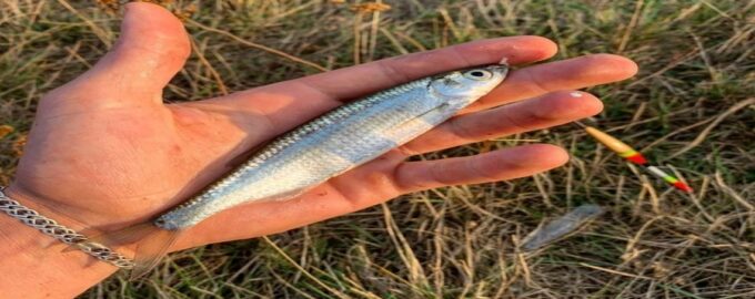 внешний вид рыбы уклейки