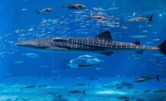 внешний вид хрящевых рыб