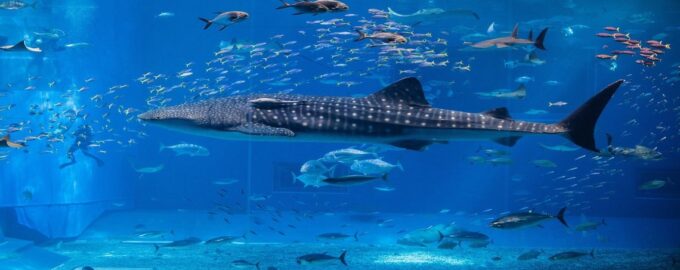 внешний вид хрящевых рыб