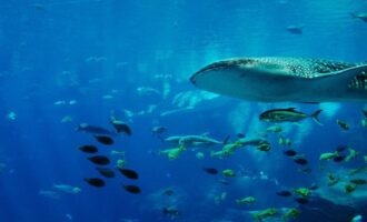 подводный мир