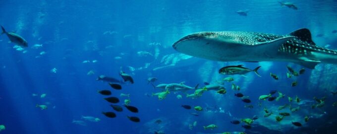 подводный мир