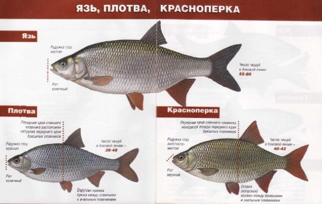 внешний вид разных рыб одного семейства 